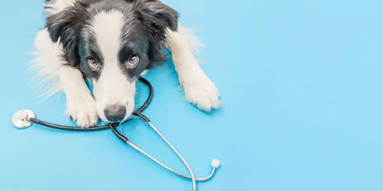 Melhor amigo - Projeto promove encontros entre pacientes e seus pets